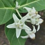 Calotropis gigantea 花