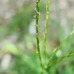 Digitaria sanguinalis Цвят