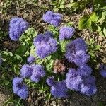 Ageratum houstonianum Flor