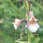 Epipactis palustris花