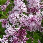 Syringa microphylla 'Superba'Flors