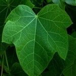 Jatropha curcas Leaf