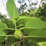 Ficus insipida Levél