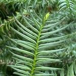 Cunninghamia lanceolata पत्ता