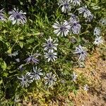 Dimorphotheca fruticosa Kukka