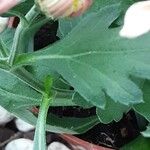 Chrysanthemum × morifolium Folla