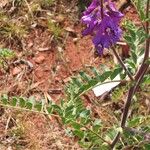 Swainsona maccullochiana Hábito