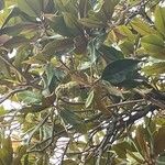 Magnolia grandiflora Лист
