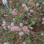 Trifolium arvense പുഷ്പം