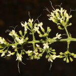 Aegiphila mollis Flor