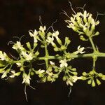 Aegiphila mollis Çiçek