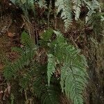 Triplophyllum speciosum Leaf