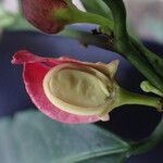 Heisteria parvifolia Flower