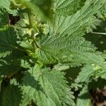 Urtica dioica Habit