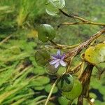 Eichhornia diversifolia Flower