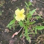 Oenothera trilobaKwiat