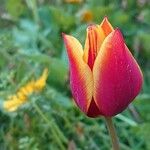 Tulipa grengiolensis Flower