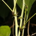 Dioscorea urophylla Rinde