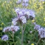 Phacelia tanacetifoliaKvět