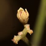 Trichilia cipo Flower