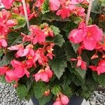 Begonia grandis Hàbitat