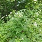 Tanacetum macrophyllum ശീലം