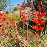 Gladiolus dalenii Pokrój