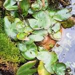 Nymphaea alba Leaf