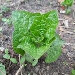 Physalis heterophylla Foglia