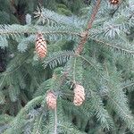 Picea sitchensis Other