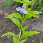 Mimulus alatus Blüte