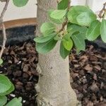 Grewia occidentalis Bark