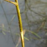 Salix × mollissima Žievė