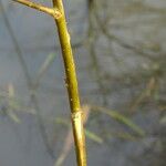 Salix × mollissima Bark