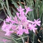 Tulbaghia violacea Blomst