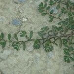 Polygonum plebeium Alkat (teljes növény)