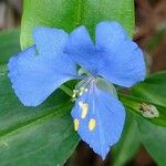 Commelina cyanea Flor