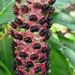 Phytolacca esculenta Fruto