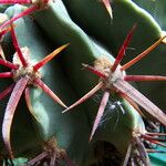 Ferocactus emoryi Fulla