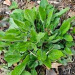 Erigeron quercifolius Blad