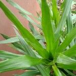 Dracaena angustifolia Blatt