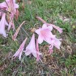 Crinum bulbispermum Kukka