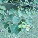 Sapium sebiferum Leaf