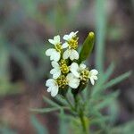 Tagetes minuta ফুল