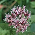 Eupatorium cannabinum Flower