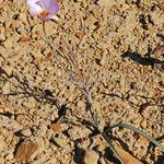 Calochortus flexuosus Blodyn