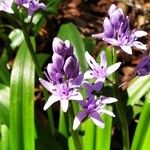 Tractema lilio-hyacinthus Flower