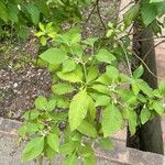 Solanum umbellatum Levél