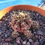 Gymnocalycium anisitsii Ліст