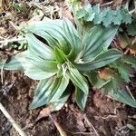 Plantago mediaFolha